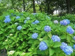IMG_2571.jpg